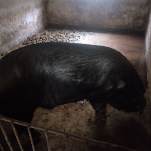 凤县土猪  因为我父亲生病了，所以处理一头配种猪大概有五百斤，猪没有疾病