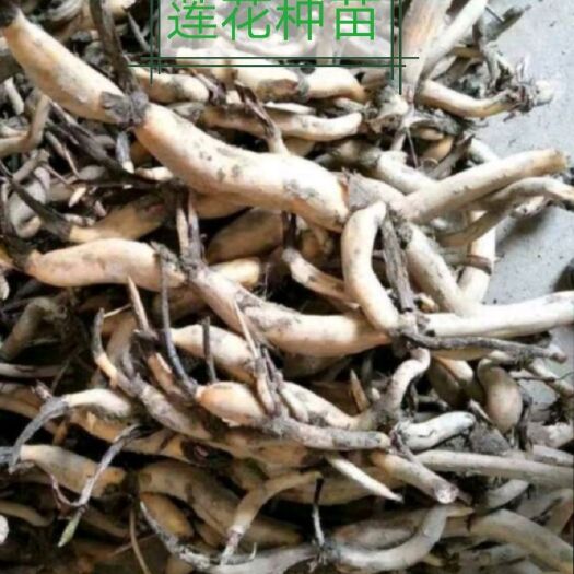 灵山县太空莲36号藕种 莲子种苗