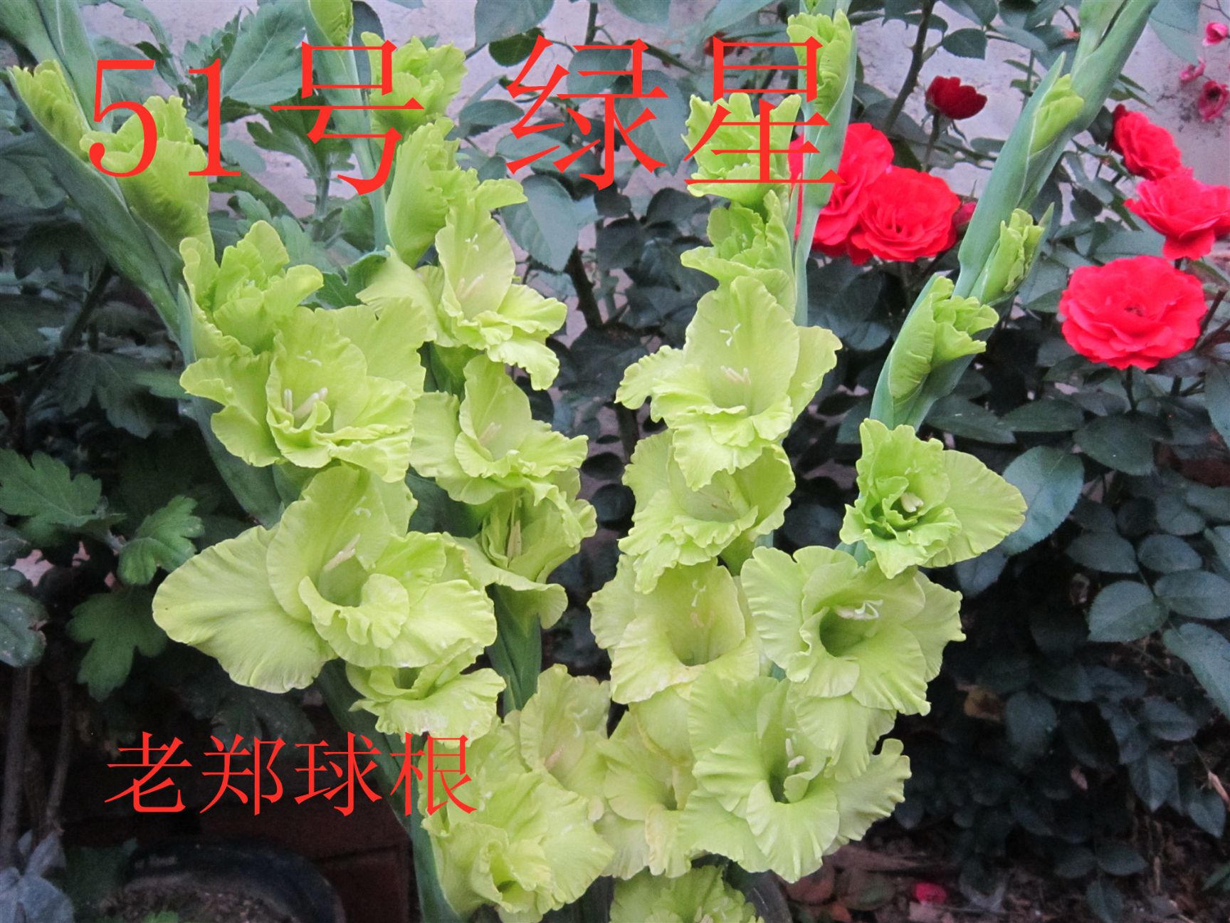 唐菖蒲种球  唐菖蒲批发