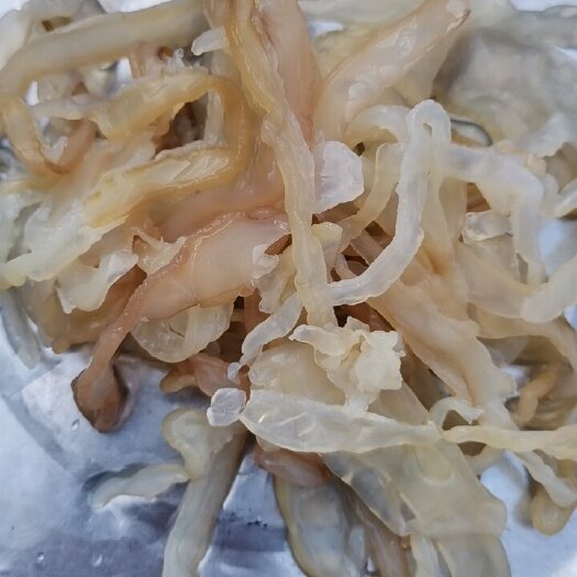 连云港黄海海蛰 