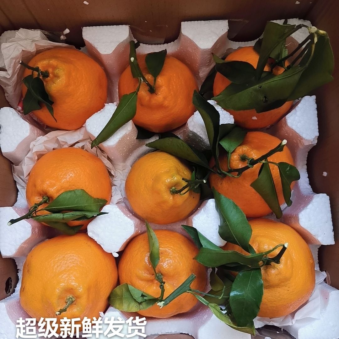 四川春见耙耙柑粑粑柑脆甜丑柑桔子应季新鲜水果整箱批发5斤