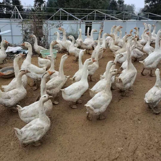 清镇市狮头鹅 8-10斤 统货 全圈养