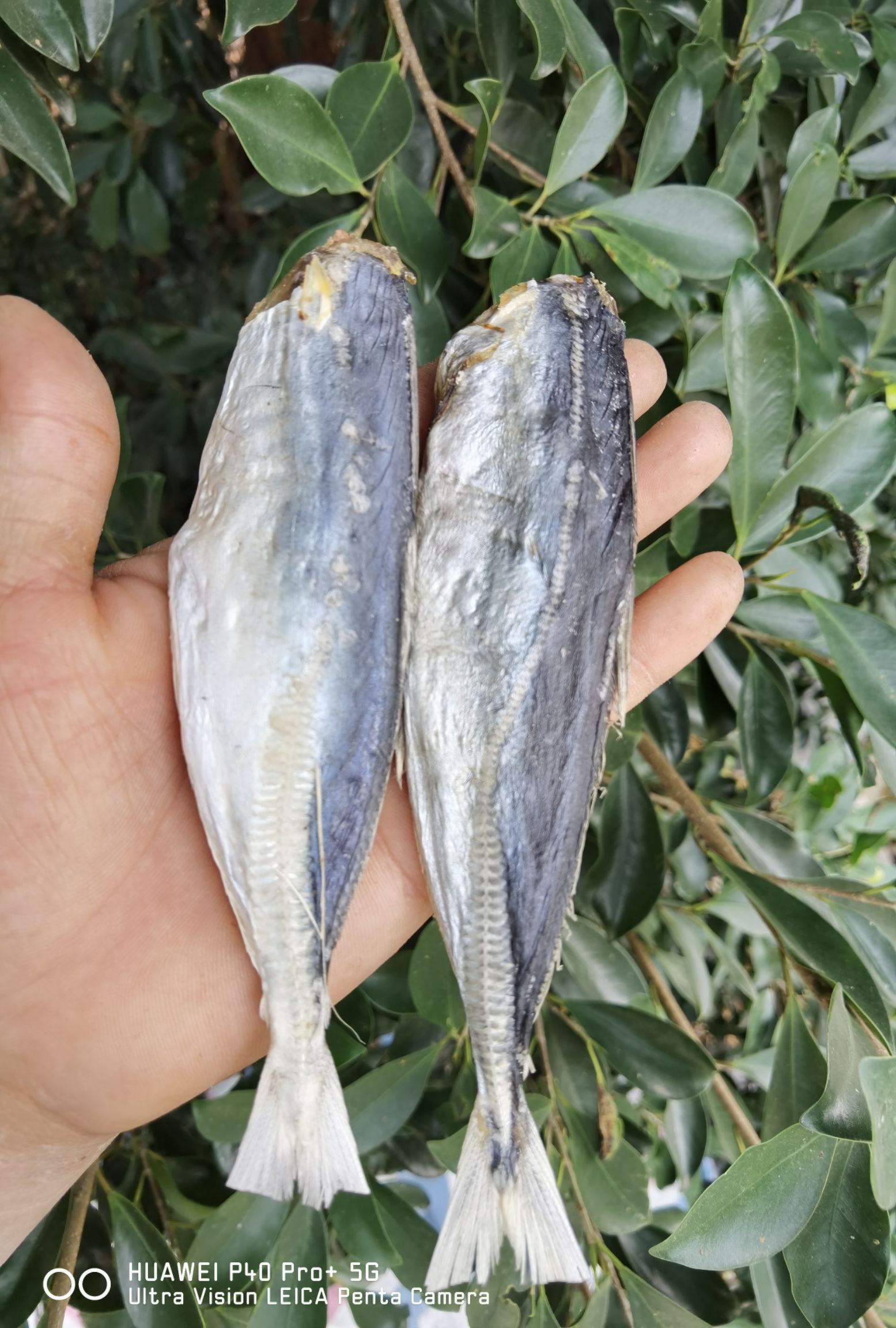 巴浪鱼干  池鱼  棍子鱼 干货  鱼干  咸鱼干【晒场直供