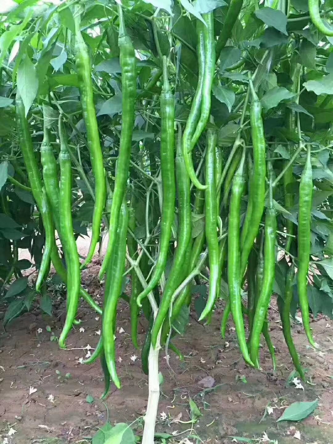 线椒苗黑线黄线辣椒中辣35公分左右一级苗