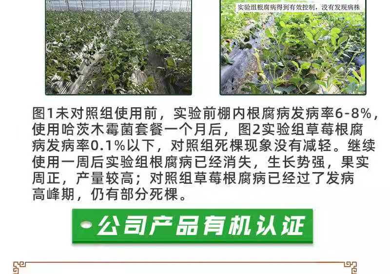 种植EM菌种  农业种植em菌复合菌改良土壤***病青枯病 稻瘟病细菌生物菌