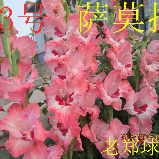凌源市唐菖蒲种球  唐菖蒲批发