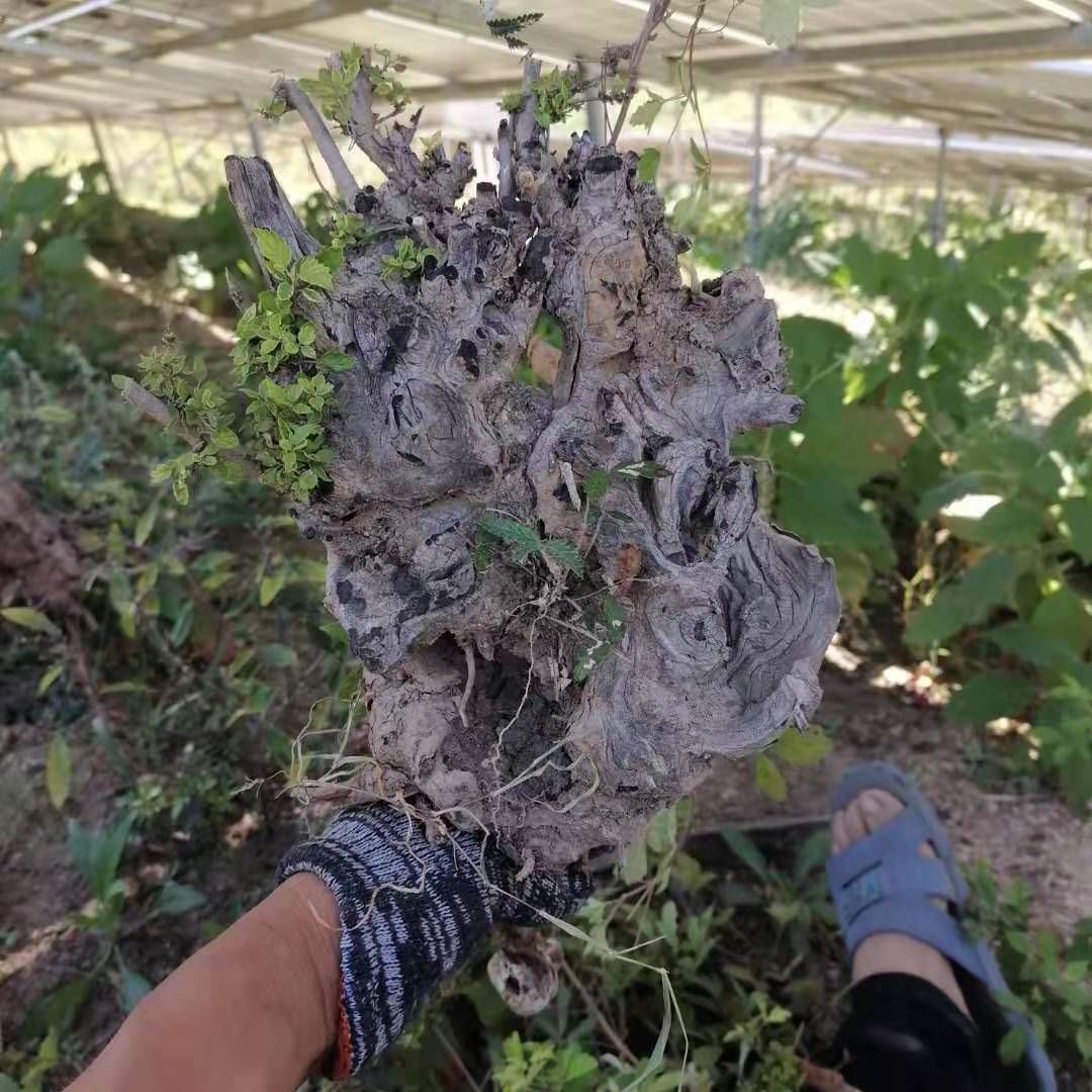 果树盆景 黄荆盆景