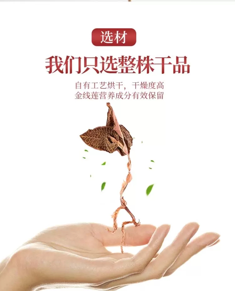 金线莲鲜苗仿林下种植 8~11个月一盆苗250克半斤