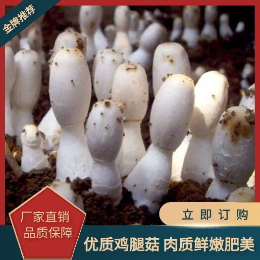 金乡县鸡腿菇菌种 鸡腿菇菌包菌棒食用菌菌种蘑菇菌