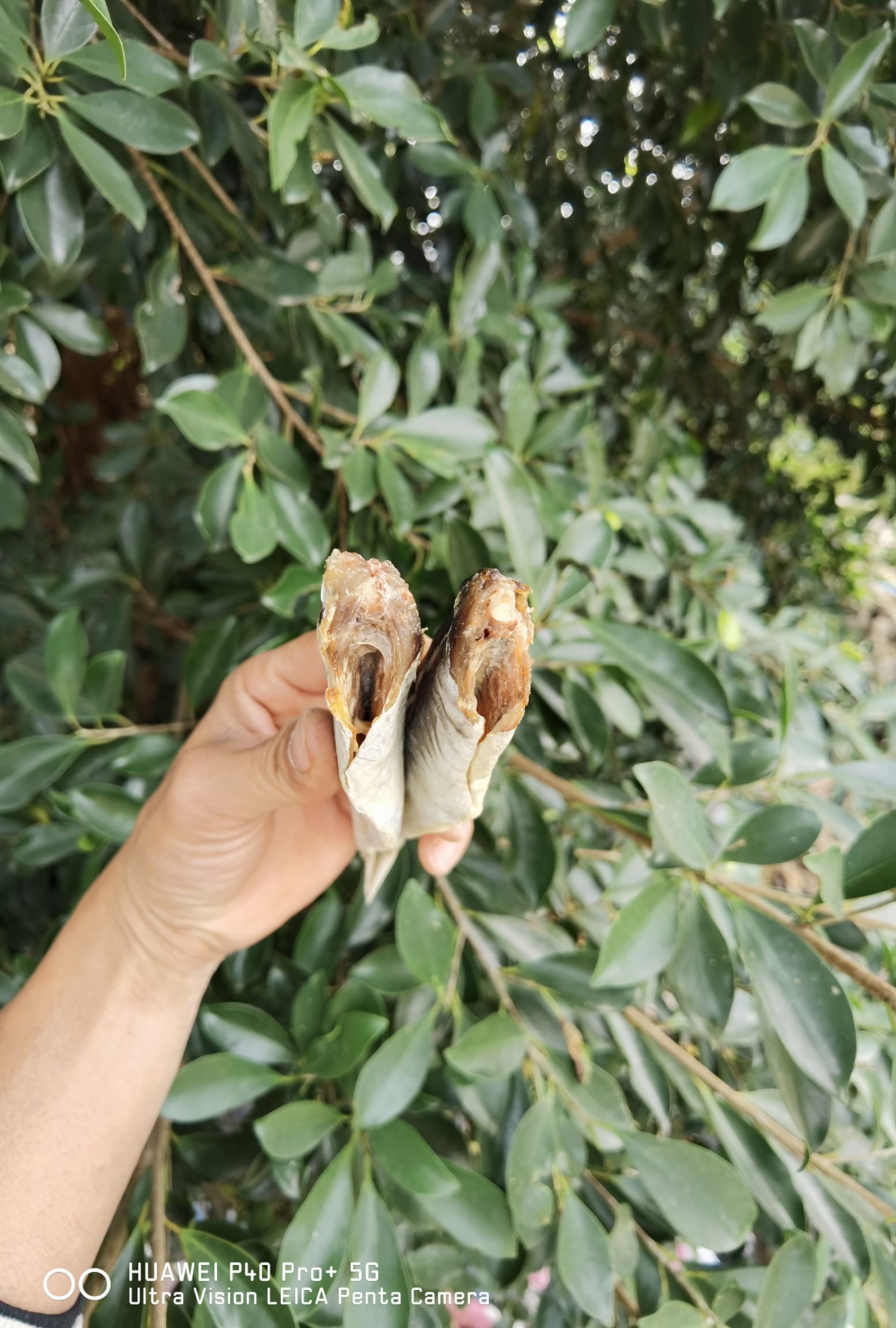 巴浪鱼干  池鱼  棍子鱼 干货  鱼干  咸鱼干【晒场直供