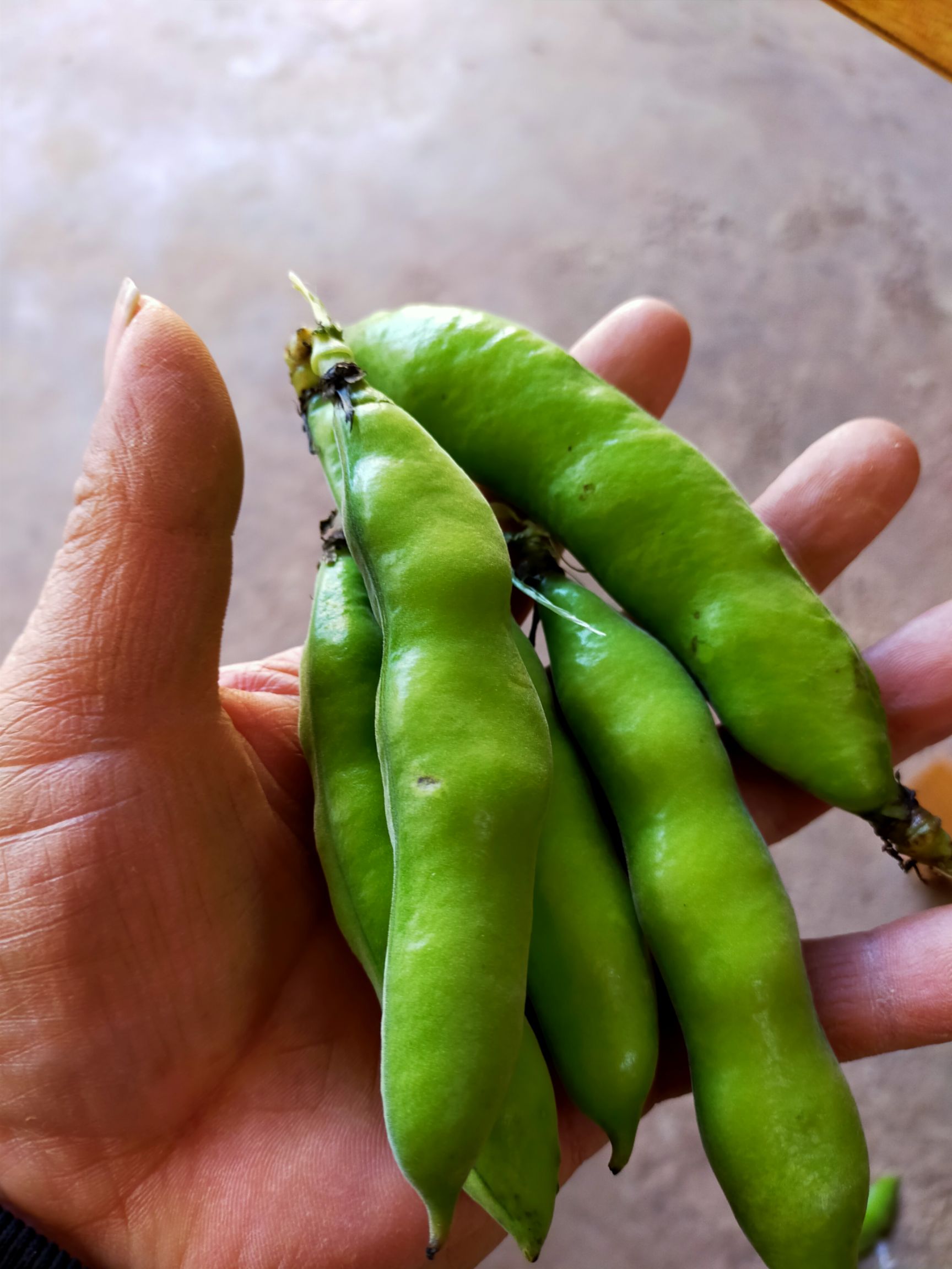 云南新鲜蚕豆带壳青蚕豆农家自种蔬菜罗汉豆胡豆时令蔬菜