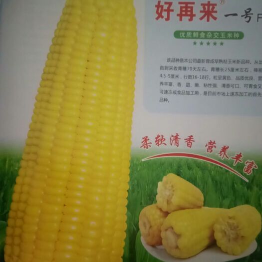 慈溪市玉米种子  好运来一号f 1