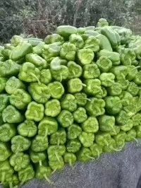 辣椒  太空椒 货源充足，质量保证，运输方便