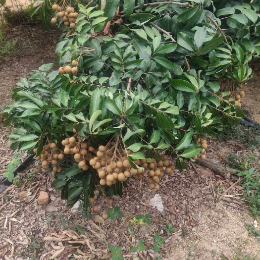 石硖龙眼 海南特产龙眼