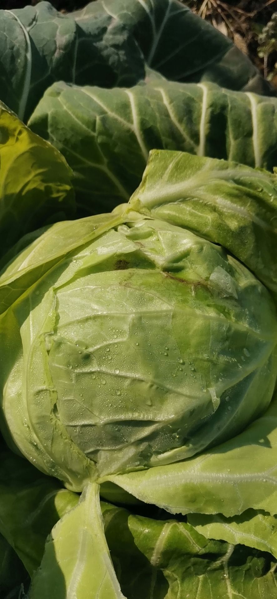 包菜  优质旺旺甘蓝,翠绿鲜嫩,产地直销,一手货源,保质保量,现砍