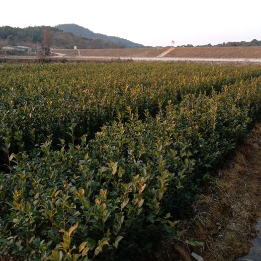 丰城市油茶树苗  油茶苗 嫁接高产油茶杯苗，基地直供，营养杯苗，裸根苗大量供应