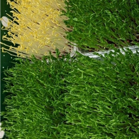 郴州黄豆芽 