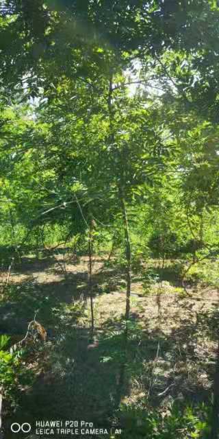 紫藤 丰花藤和国腾