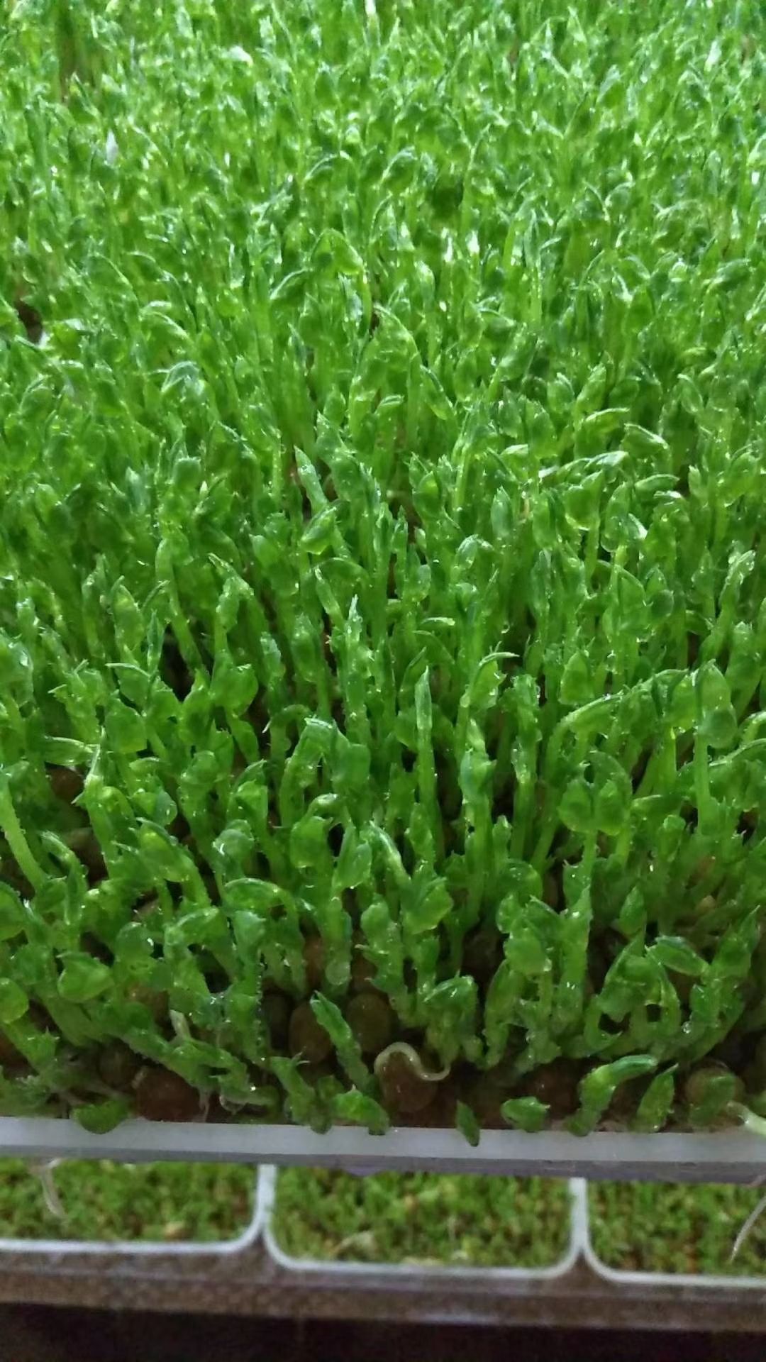 豌豆苗，黄金苗，不打药