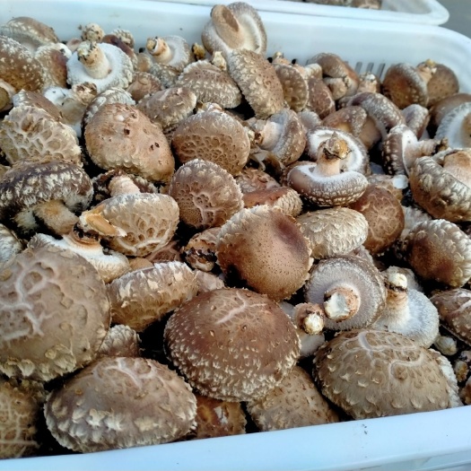 西峡县西峡香菇  保鲜香菇保鲜香菇好保鲜香菇好