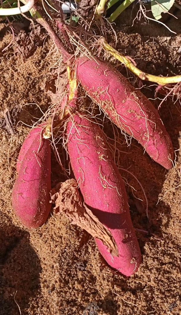 海南澄迈桥头地瓜，官方礼盒装，胶框装。量大从优