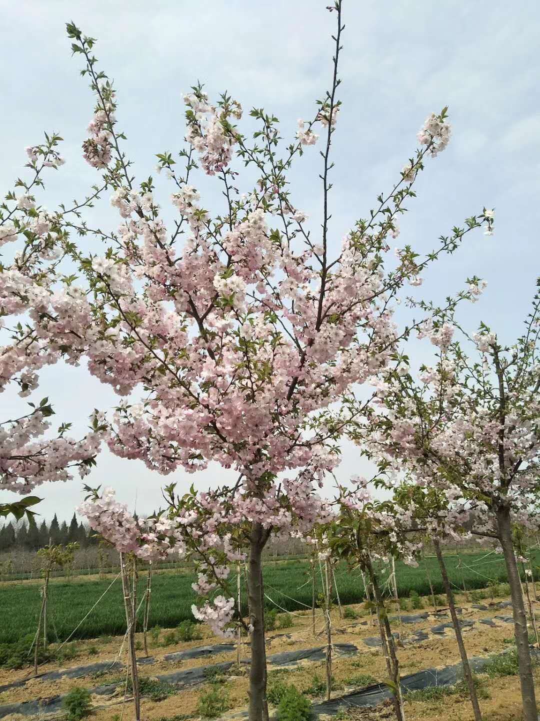 日本晚樱  樱花树苗南方种植庭院绿化树苗当年开花正宗日本樱花树苗