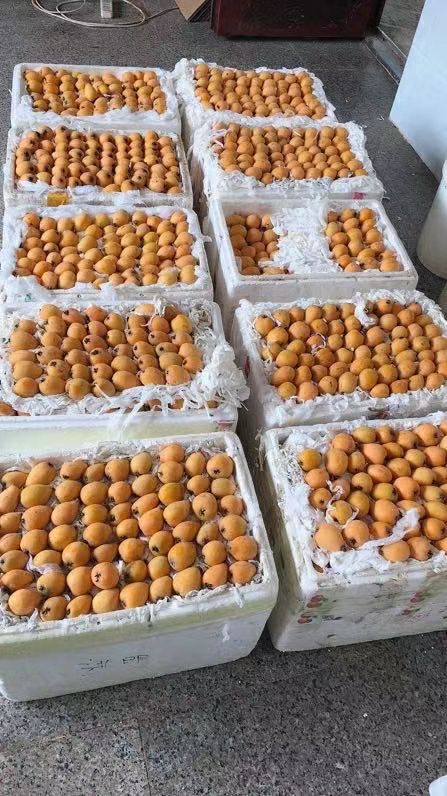 蒙自长虹枇杷 纯甜无酸  水果  现摘现发  包邮