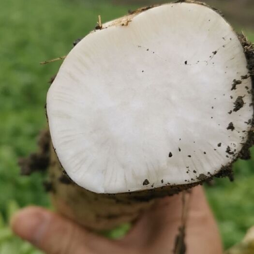 永兴县白萝卜！适合加工厂！