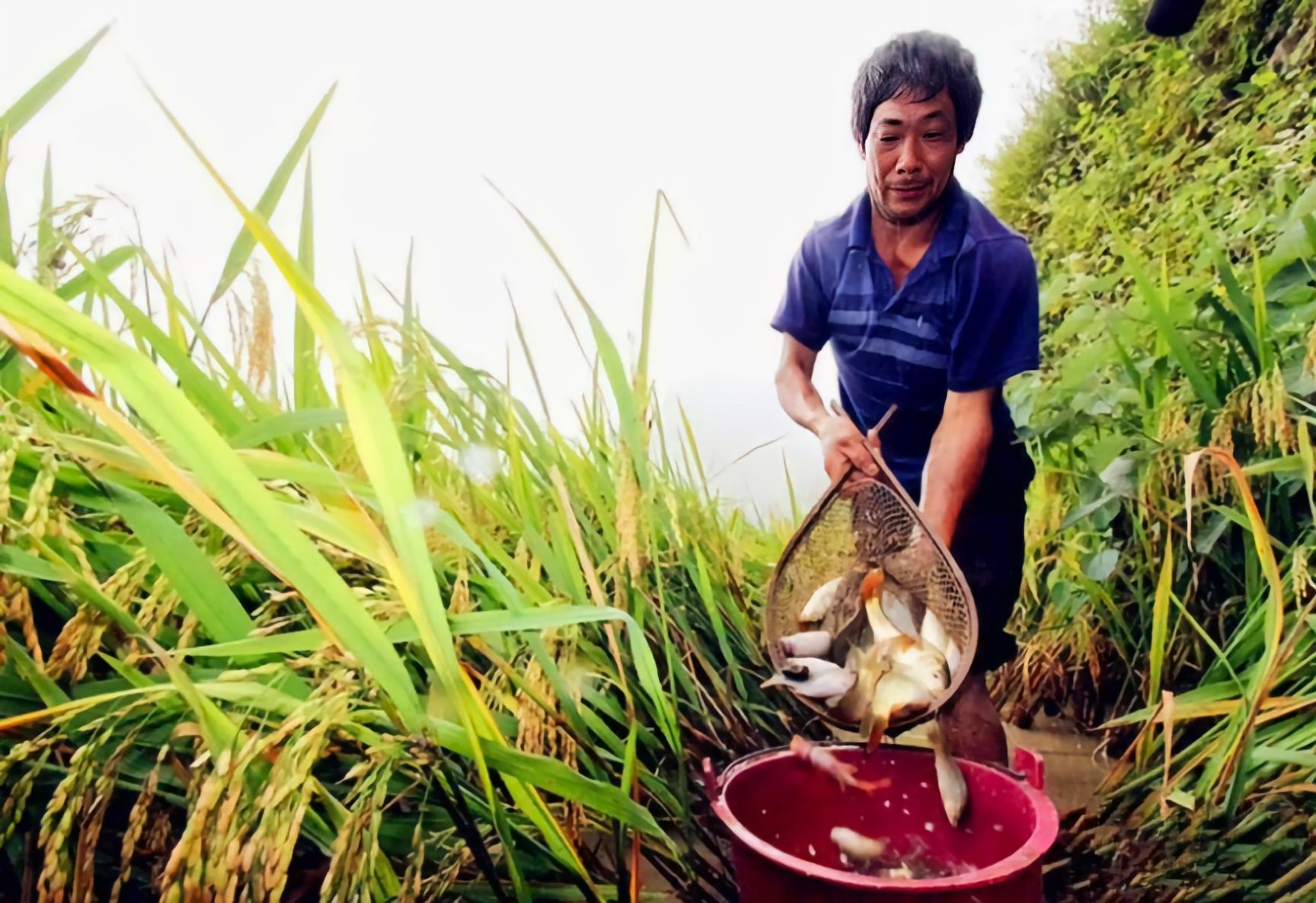稻花鱼  该产品流水养殖,符合粤港澳大湾区"菜蓝子〃平台产品质量