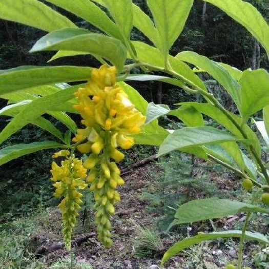 马关县黄花倒水莲鲜货