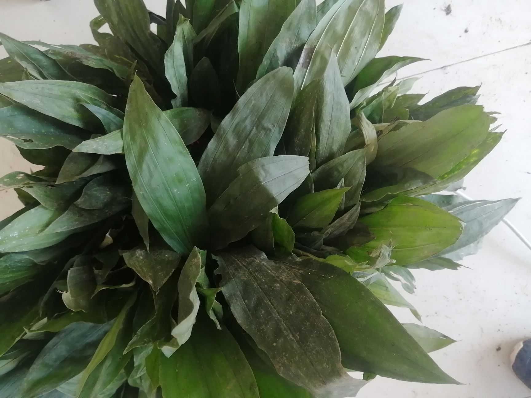 山慈菇 南方大叶子毛茨菇