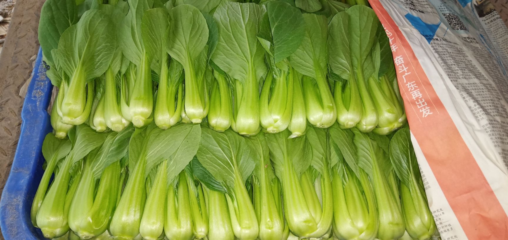 上海青  全地都是小棠菜，