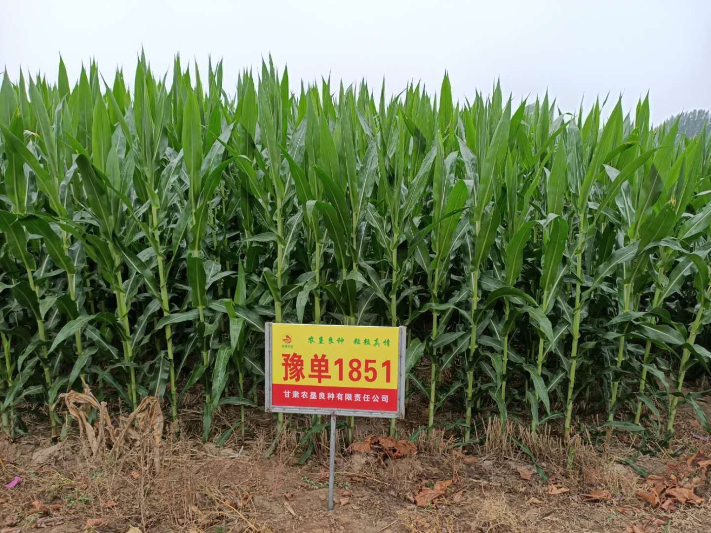 郑单958玉米种子 甘肃农垦良种有限责任公司，为农民增收增产助力！