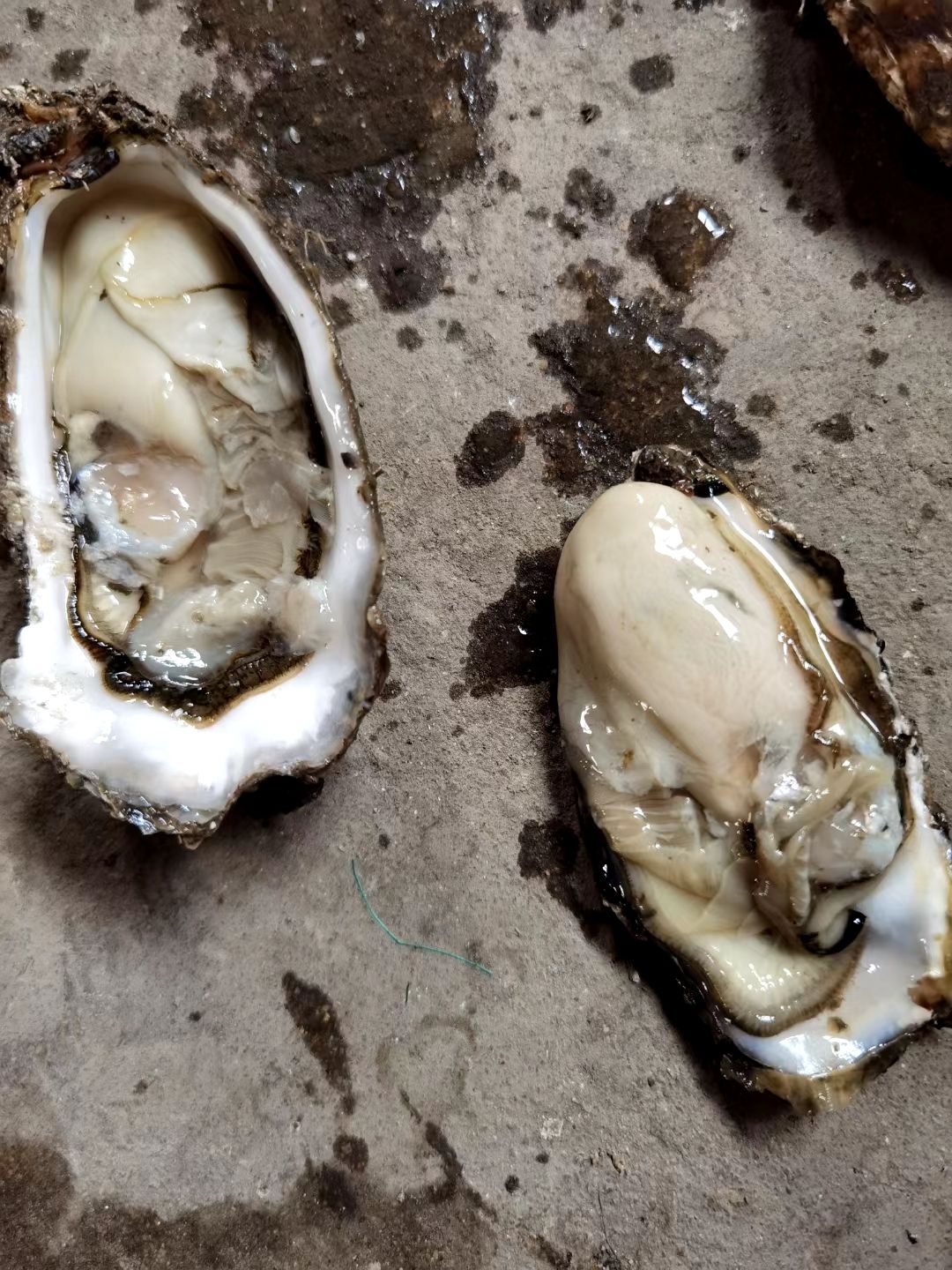  大连生蚝，二倍体三倍体，肥度9成