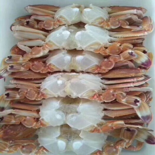 东山县远海梭子蟹  扁蟹排，肉蟹  壳薄肉多 美味鲜甜