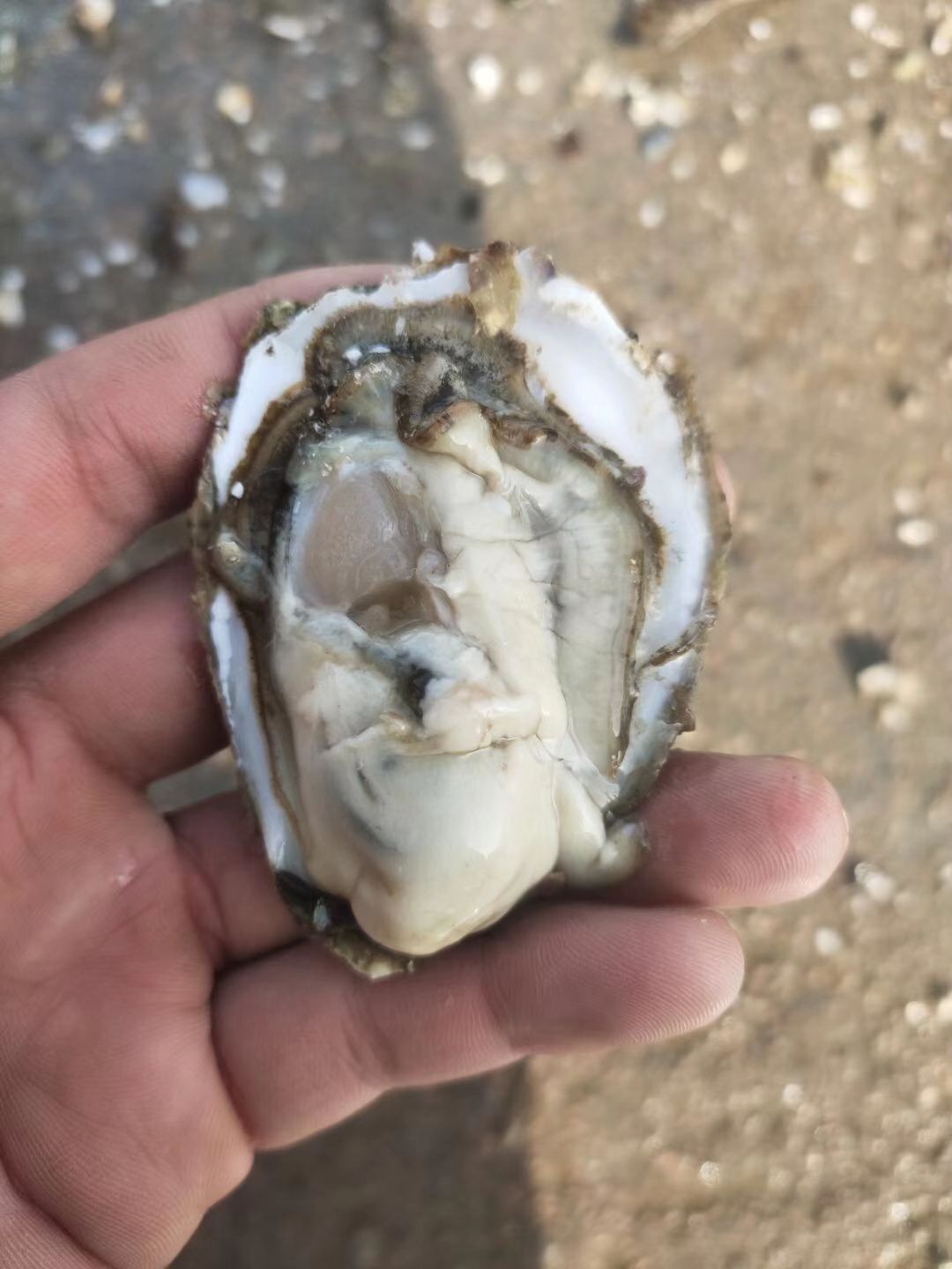 乳山牡蛎 乳山生蚝 价格公道  欢迎批发