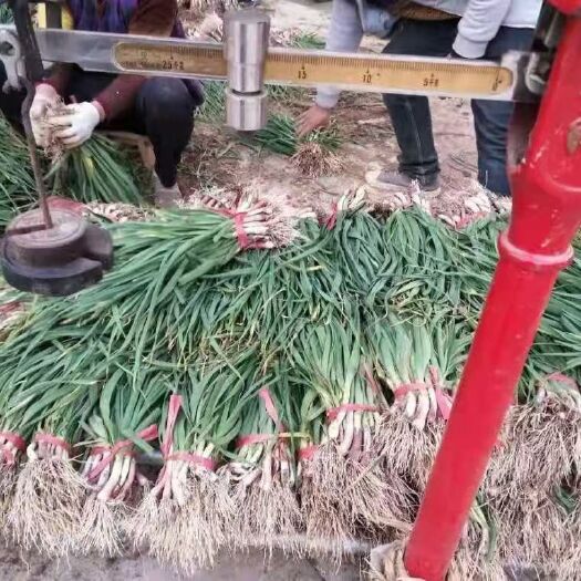 汉源县 汉源蒜苗农产品批发量大质量保证