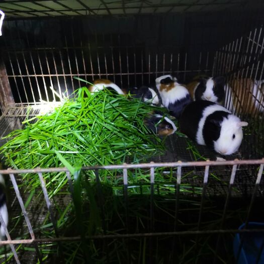 信宜市荷兰鼠  花豚种苗