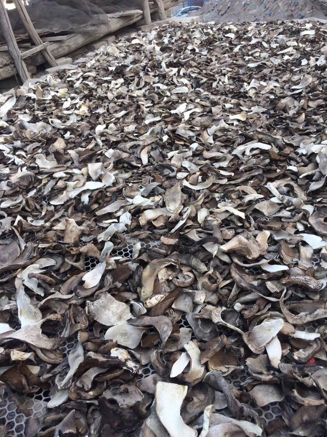 普通牛肝菌 天然食品，自然晾晒