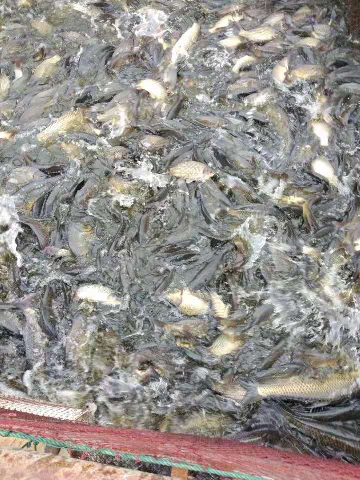 白鲫 鲫鱼  水产批发 水产发全国可送货上门可基地提货