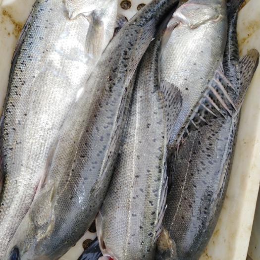 北海天然大海鲈鱼，冰鲜打包，物美价廉，单条1-20斤规格都有