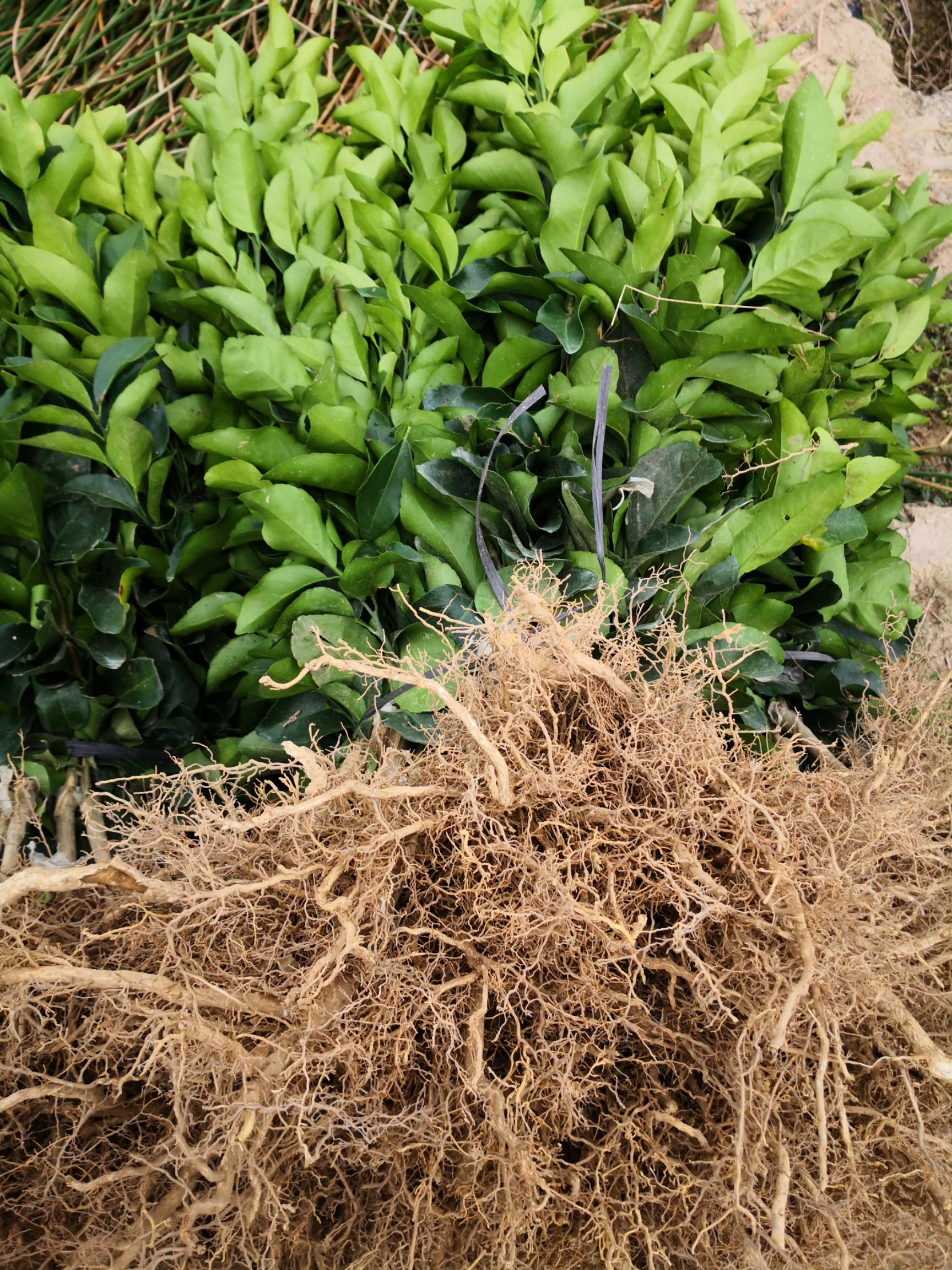 沙糖桔苗  广西荔浦砂糖橘 鲜嫩多汁 化渣 糖度够 品质高