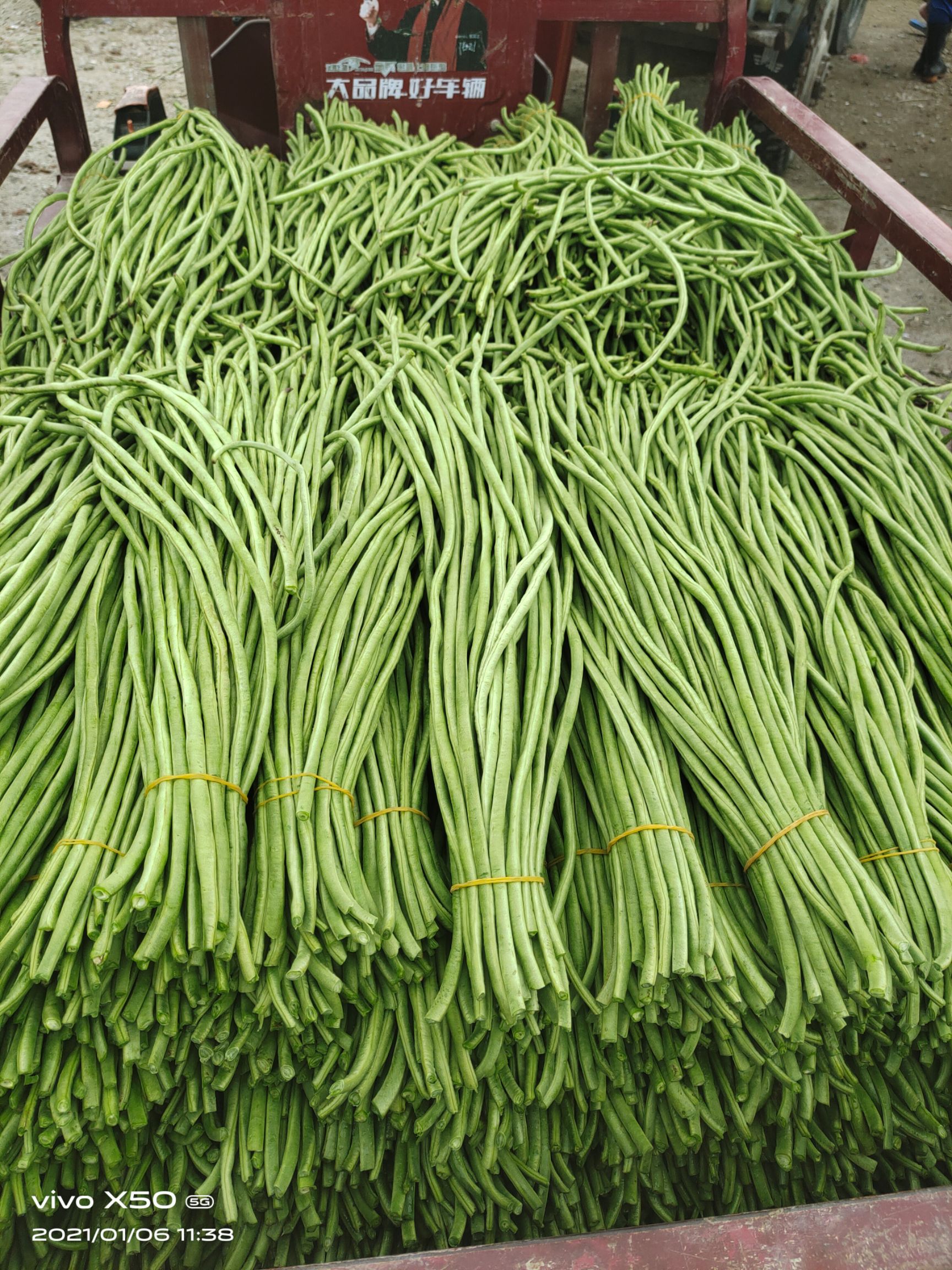 长豇豆 海南豆角是生活中常见的蔬菜，关于豆角的形状相信大家并不陌生。