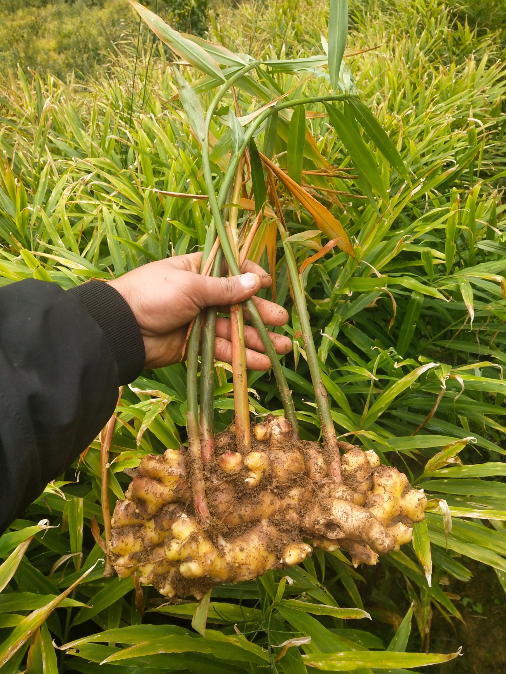 生姜云南品种优质黄姜个头大品种好姜块肥看上的老板客户快联系