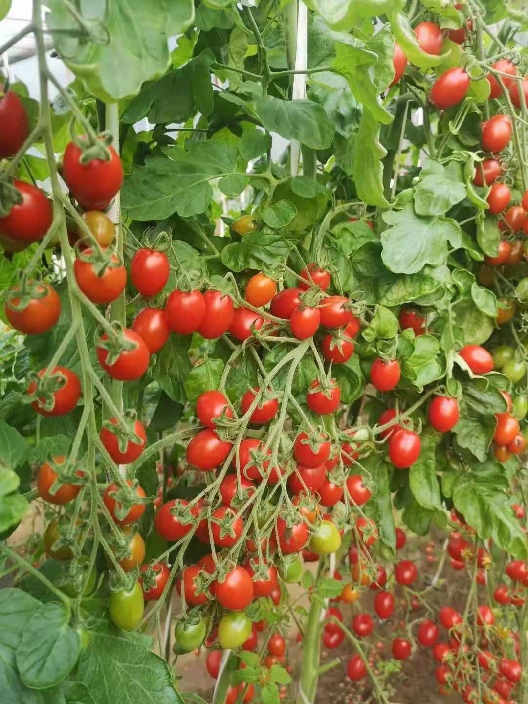 复合微生物菌剂 德国工艺  精密配方
