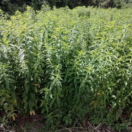 东安县舜皇山地参，无公害绿色食品