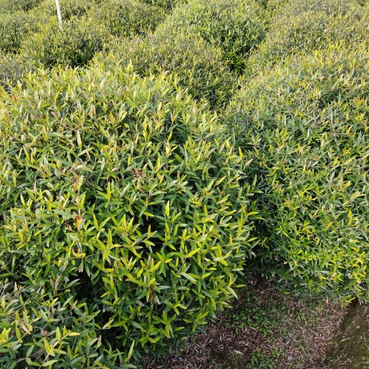 阳朔县木犀榄 精品木樨榄球