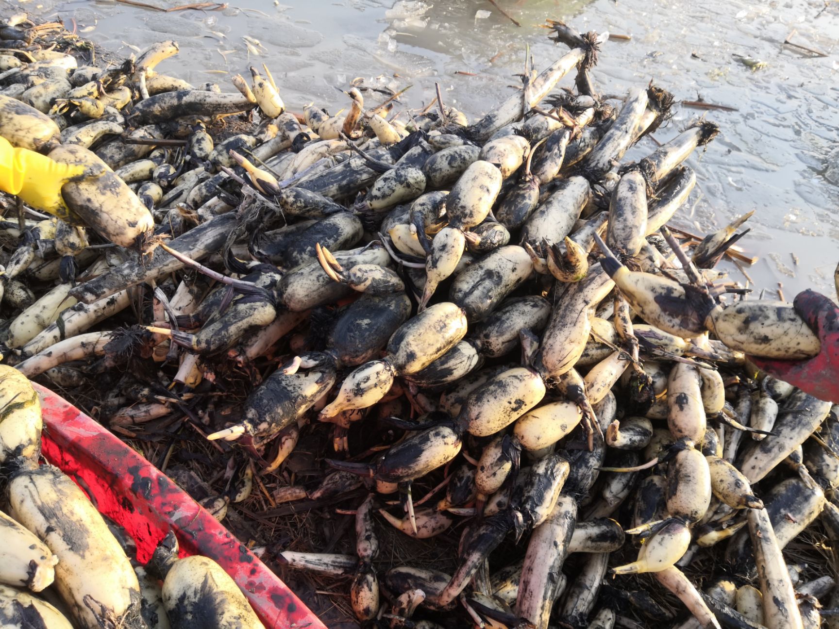 马踏湖白莲藕（种植基地现采现发）