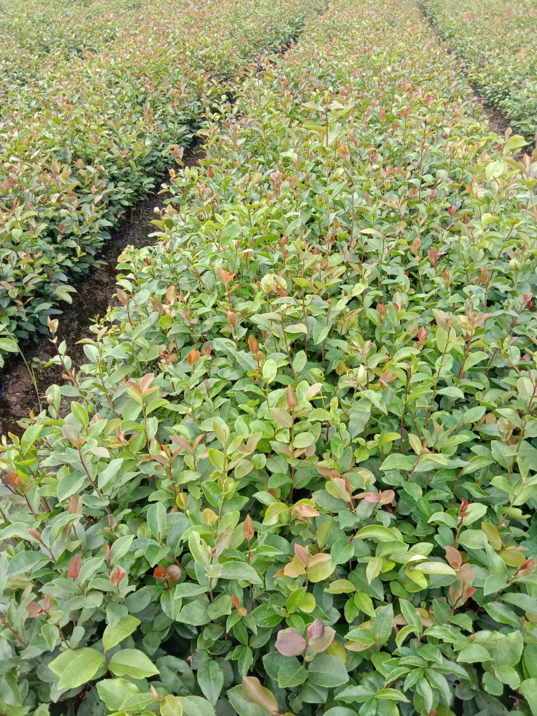 油茶苗 油茶小杯苗，20-50高，