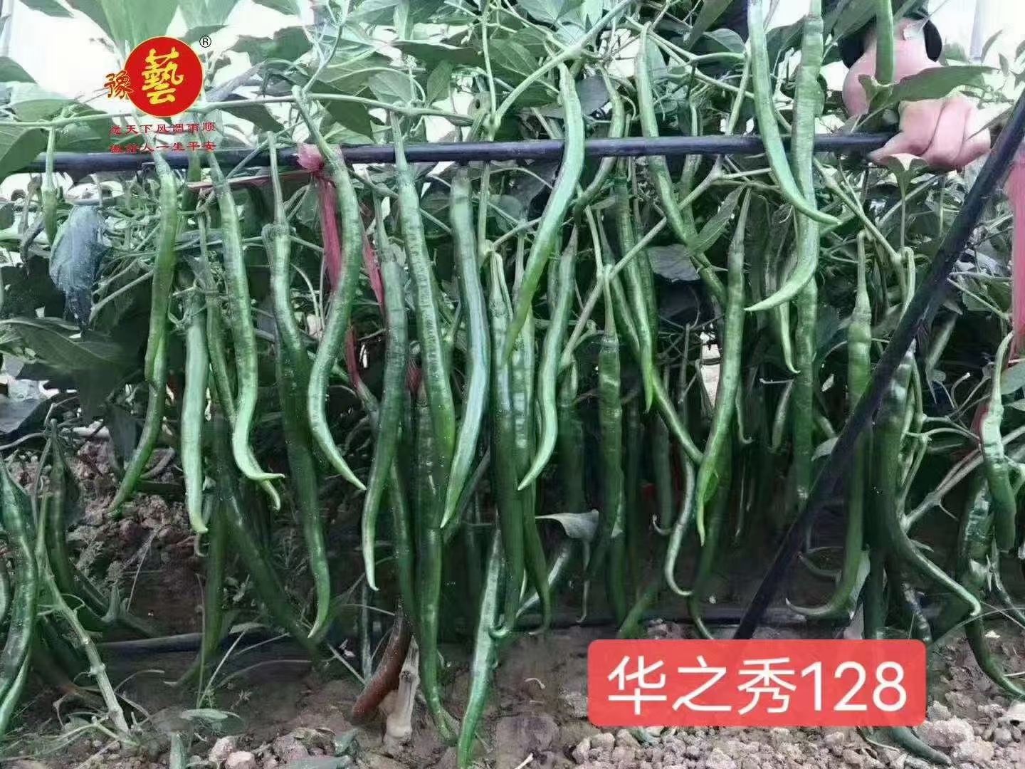 羊角椒种子  豫艺绿剑辣辣种子~果长25厘米红熟后不易变软抗